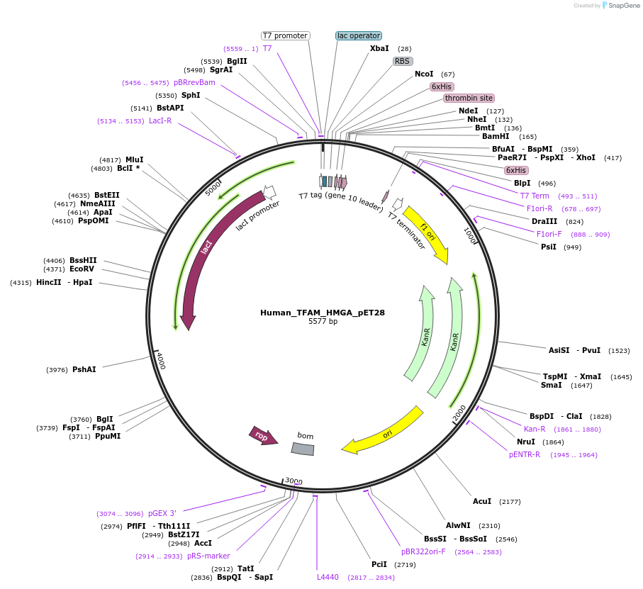 167326-plasmid-map-sequence-id-329822