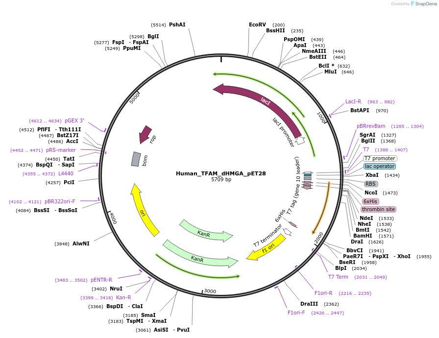 167329-plasmid-map-sequence-id-329823