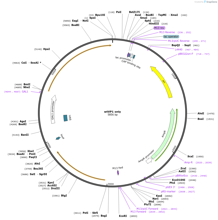 166673-plasmid-map-sequence-id-329825