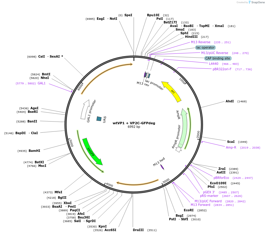 166678-plasmid-map-sequence-id-329833