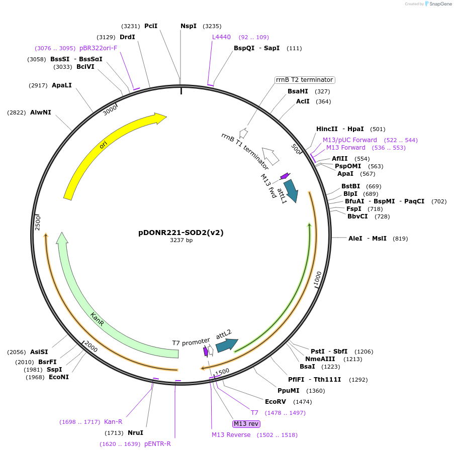 166215-plasmid-map-sequence-id-329848
