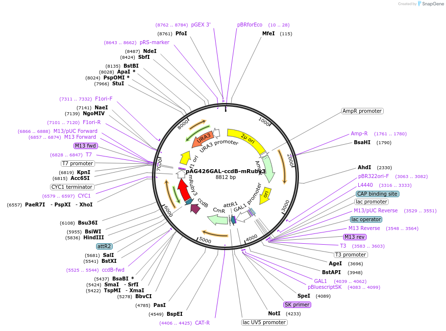 166142-plasmid-map-sequence-id-329877