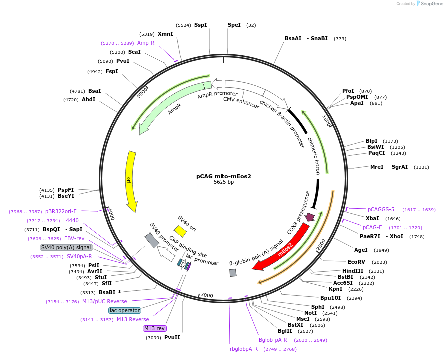 168515-plasmid-map-sequence-id-329879
