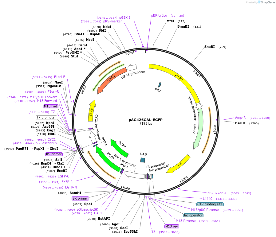 166143-plasmid-map-sequence-id-329880