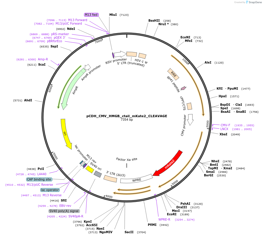 167338-plasmid-map-sequence-id-329882