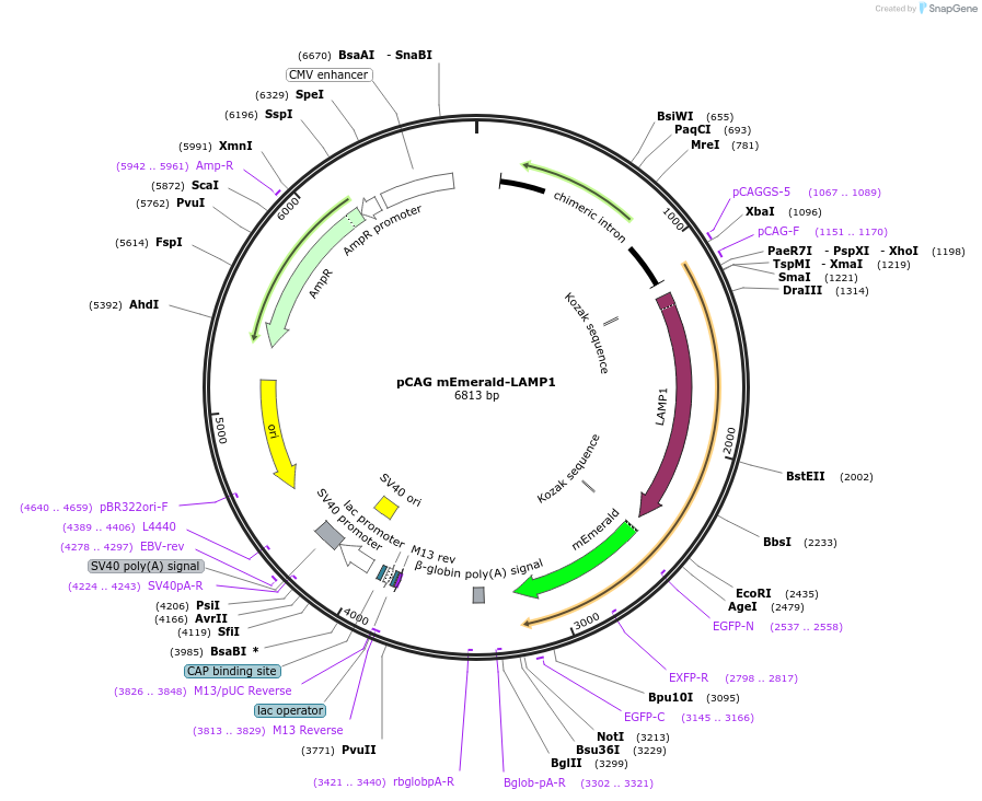 168513-plasmid-map-sequence-id-329886