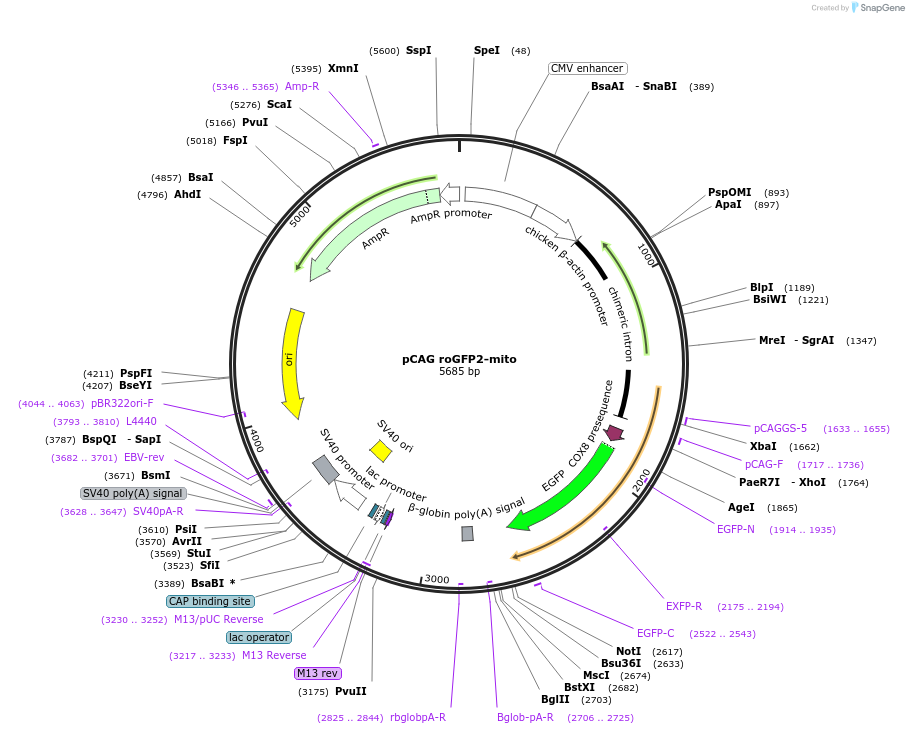 168509-plasmid-map-sequence-id-329887
