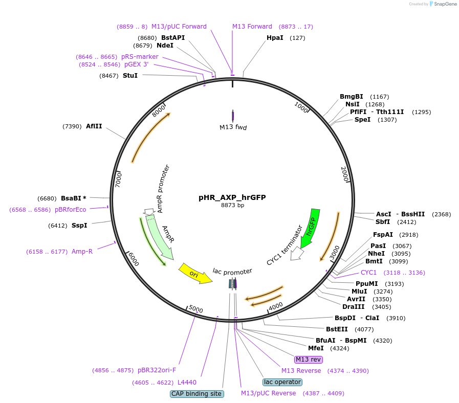 84613-plasmid-map-sequence-id-329892