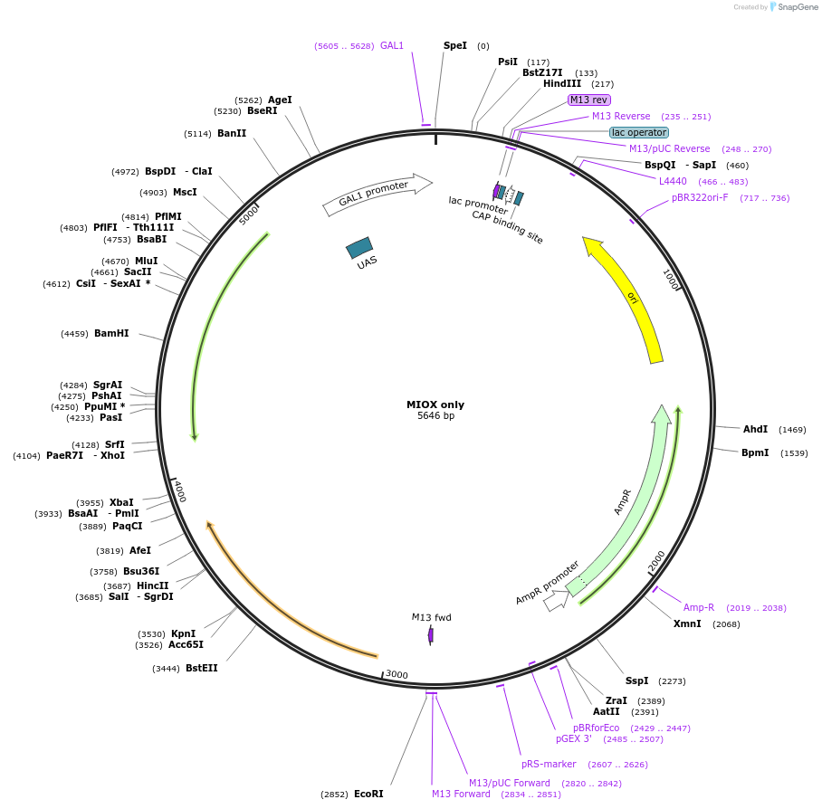166681-plasmid-map-sequence-id-329928