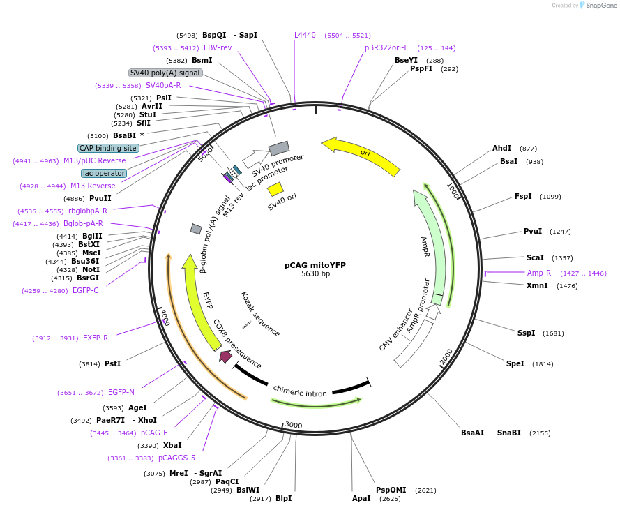 168508-plasmid-map-sequence-id-329929