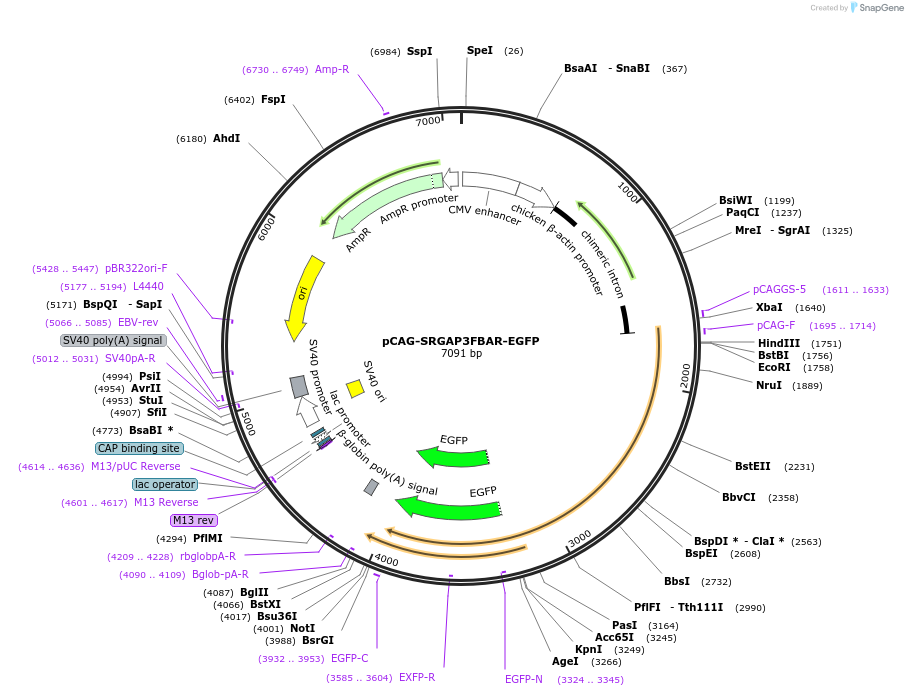 168506-plasmid-map-sequence-id-329931