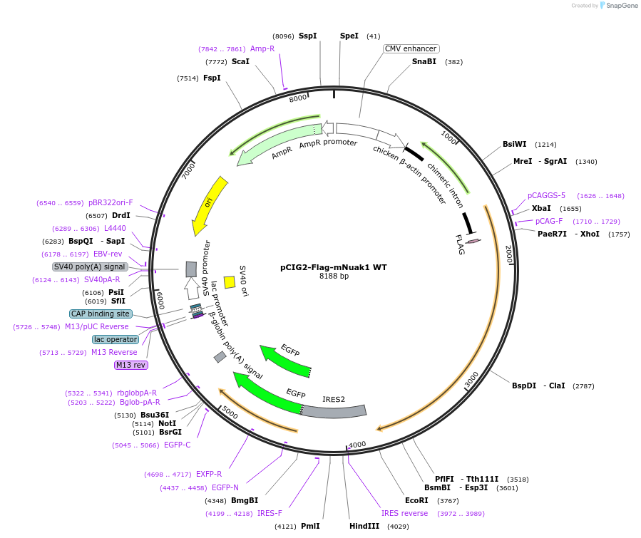 168507-plasmid-map-sequence-id-329932