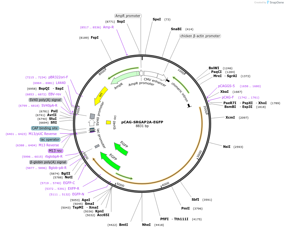 168501-plasmid-map-sequence-id-329935