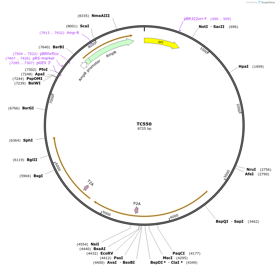 164891-plasmid-map-sequence-id-329937