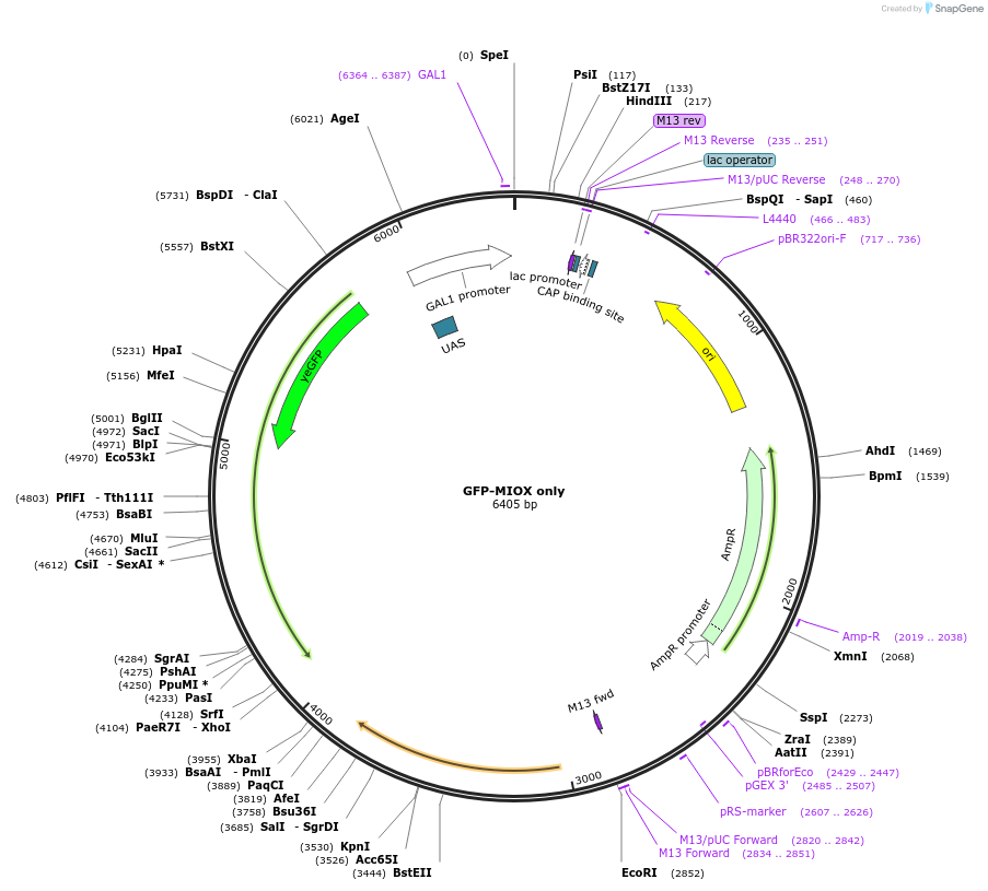 166683-plasmid-map-sequence-id-329938