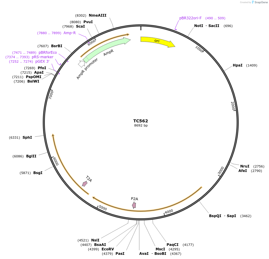 164887-plasmid-map-sequence-id-329940