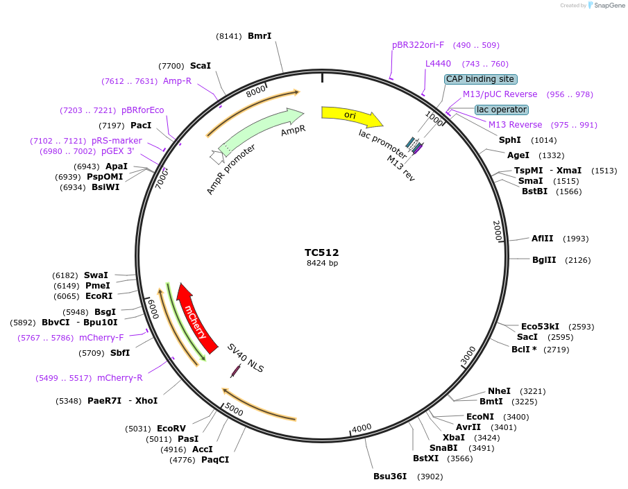 164888-plasmid-map-sequence-id-329941