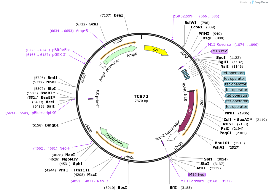 164895-plasmid-map-sequence-id-329943