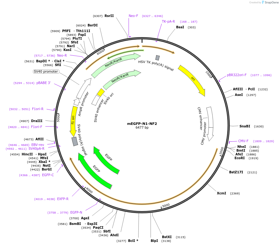 166473-plasmid-map-sequence-id-329964