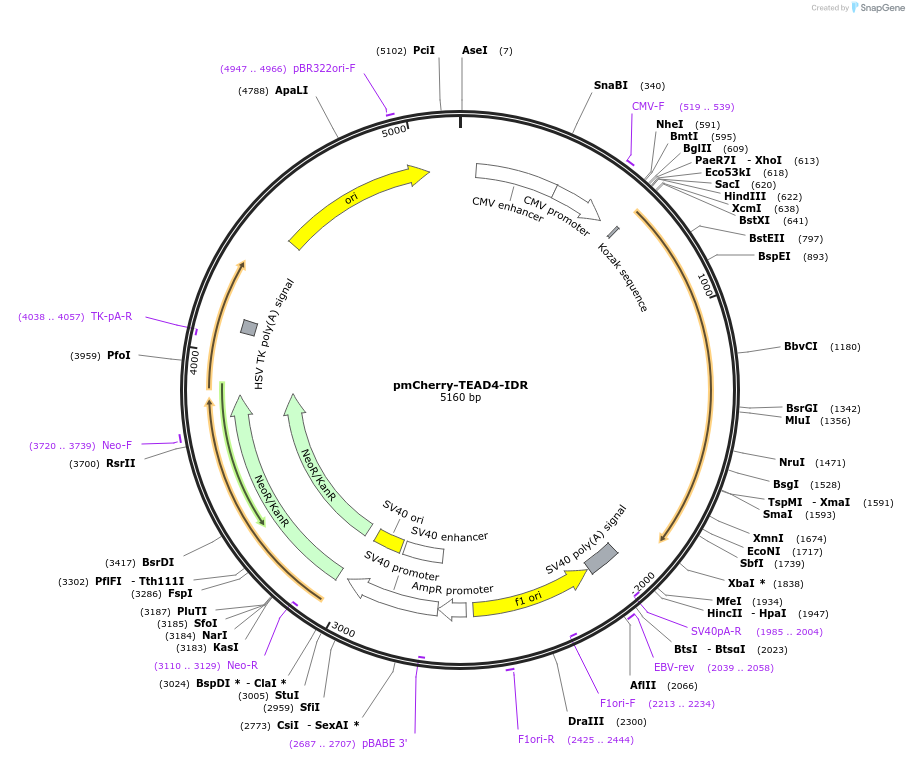 166451-plasmid-map-sequence-id-329965
