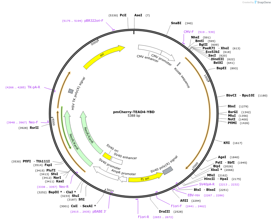 166450-plasmid-map-sequence-id-329966