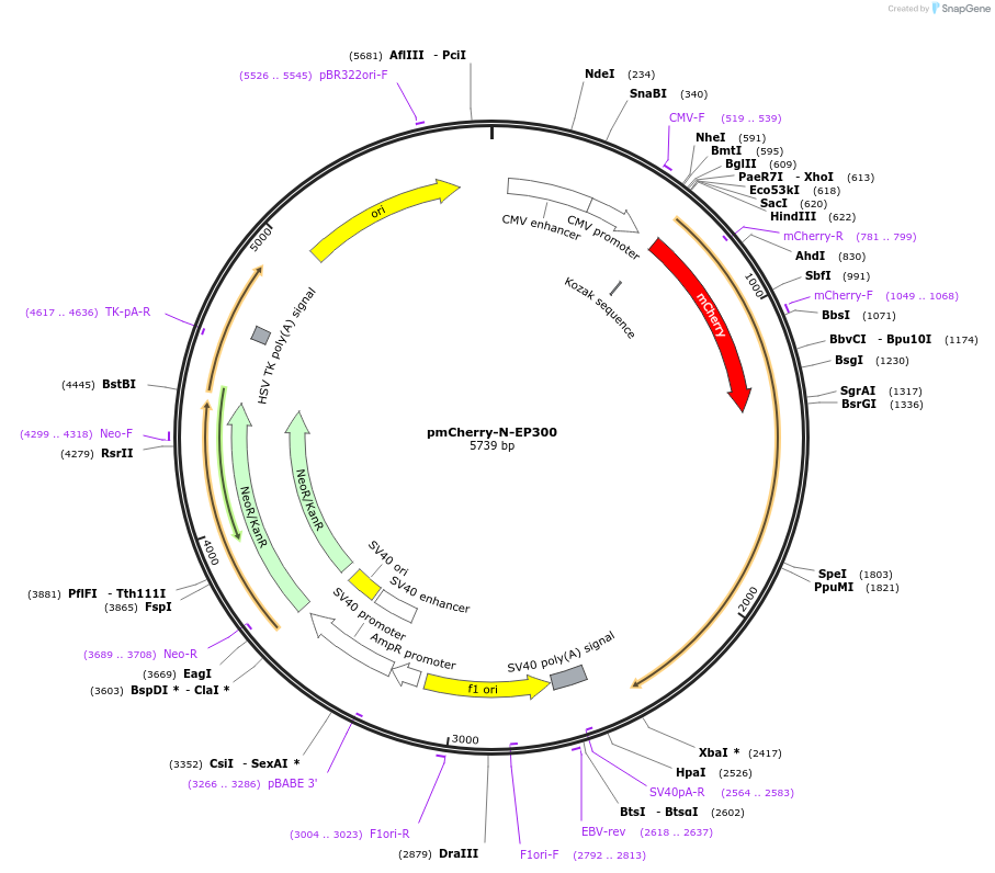 166452-plasmid-map-sequence-id-329967