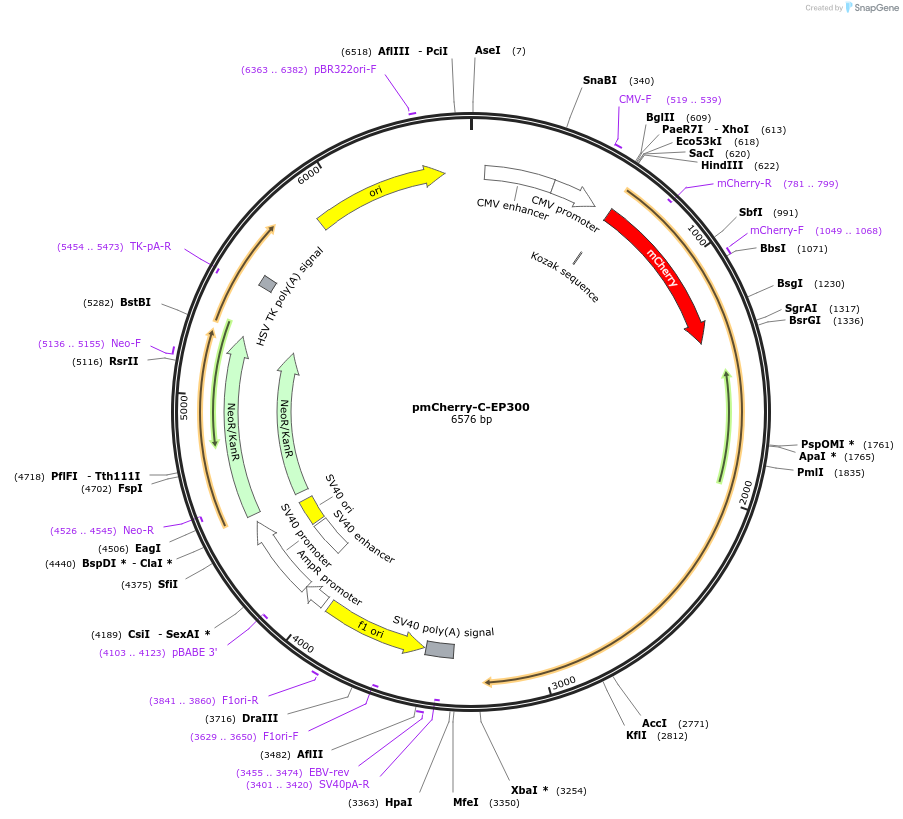 166454-plasmid-map-sequence-id-329968