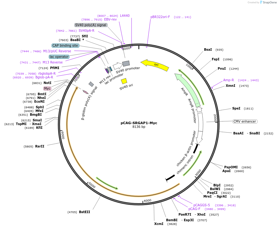 168503-plasmid-map-sequence-id-329971