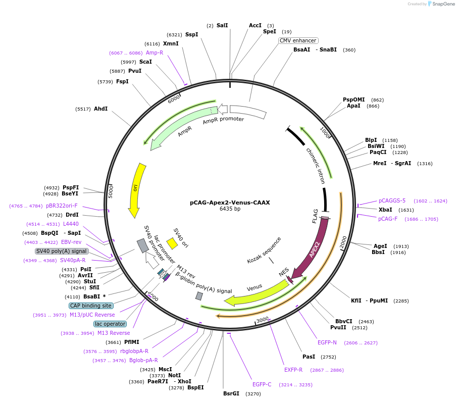 168511-plasmid-map-sequence-id-329973
