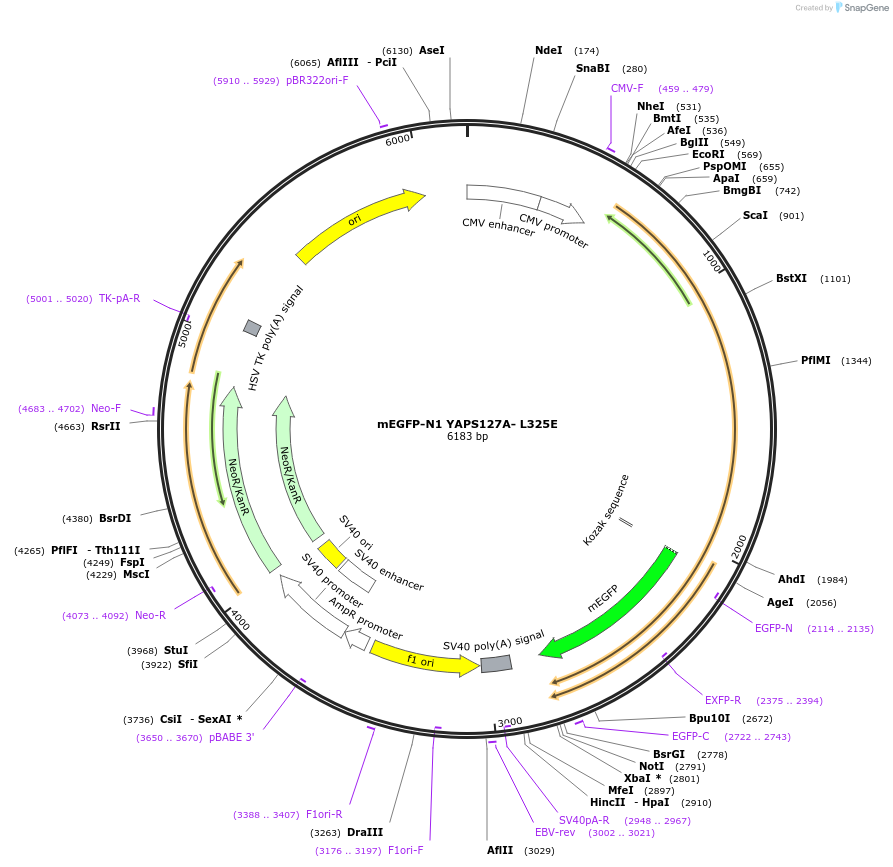 166464-plasmid-map-sequence-id-330034