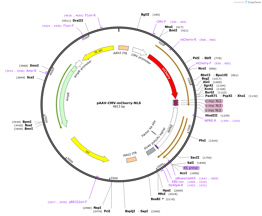 165442-plasmid-map-sequence-id-330042
