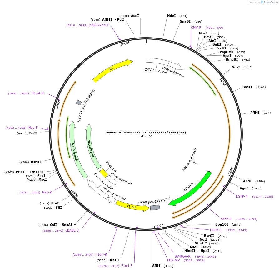 166466-plasmid-map-sequence-id-330045
