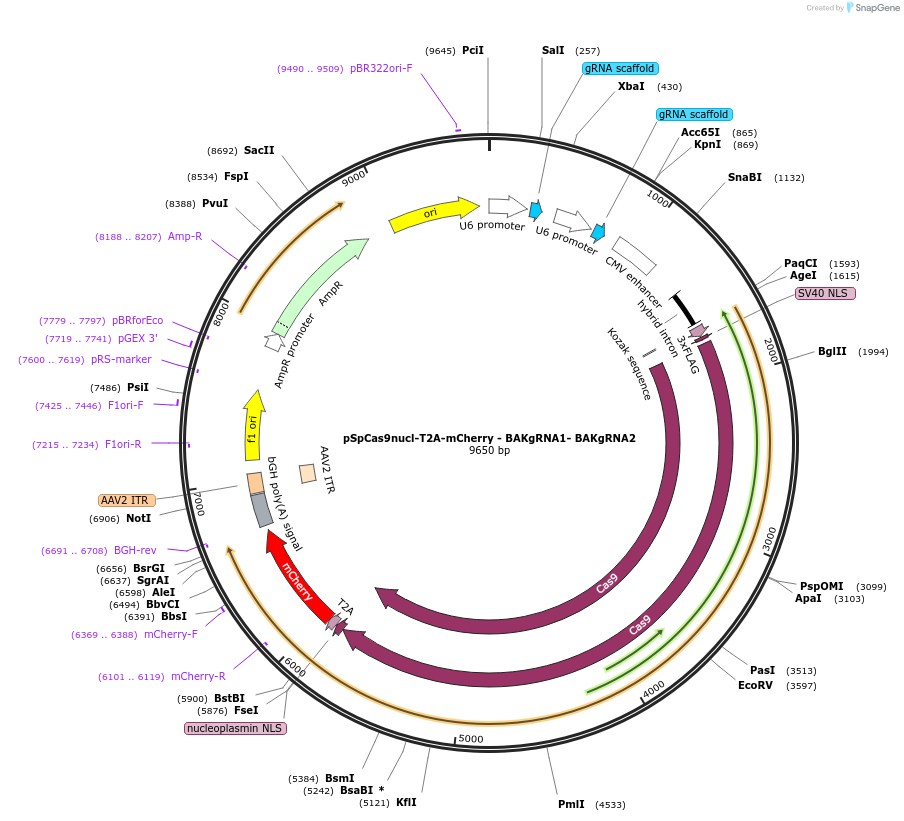 167295-plasmid-map-sequence-id-330055