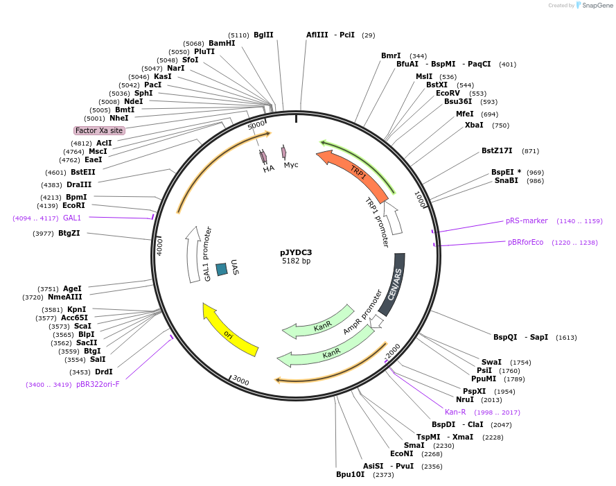 162460-plasmid-map-sequence-id-330057
