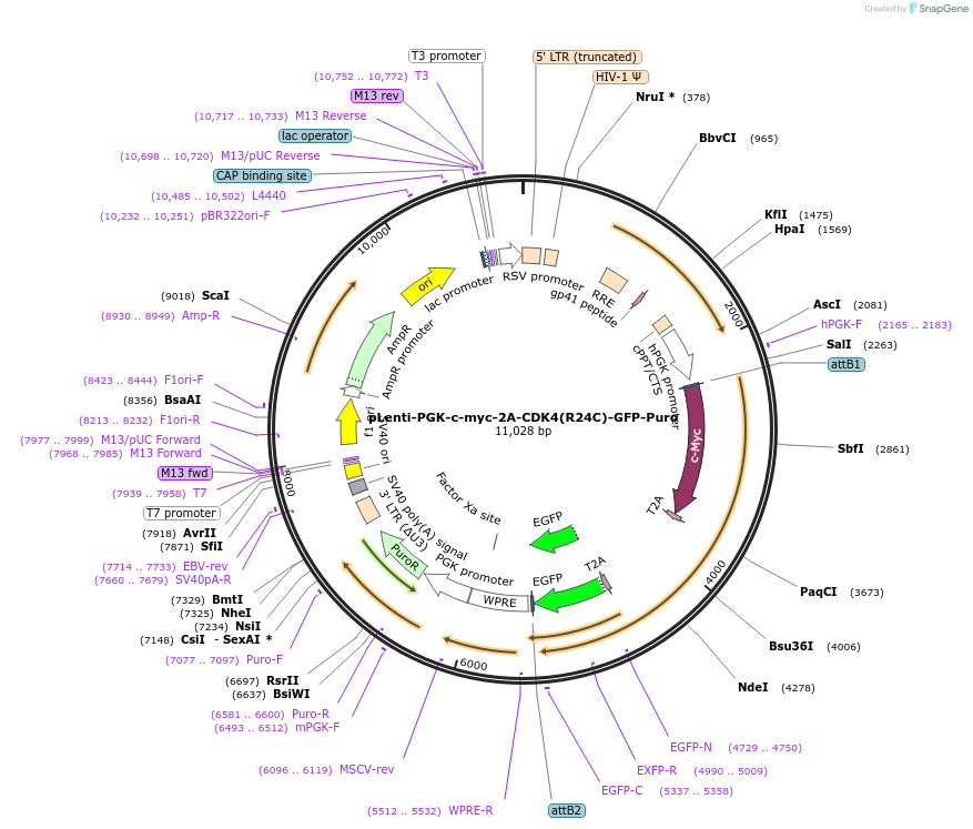 83107-plasmid-map-sequence-id-330062