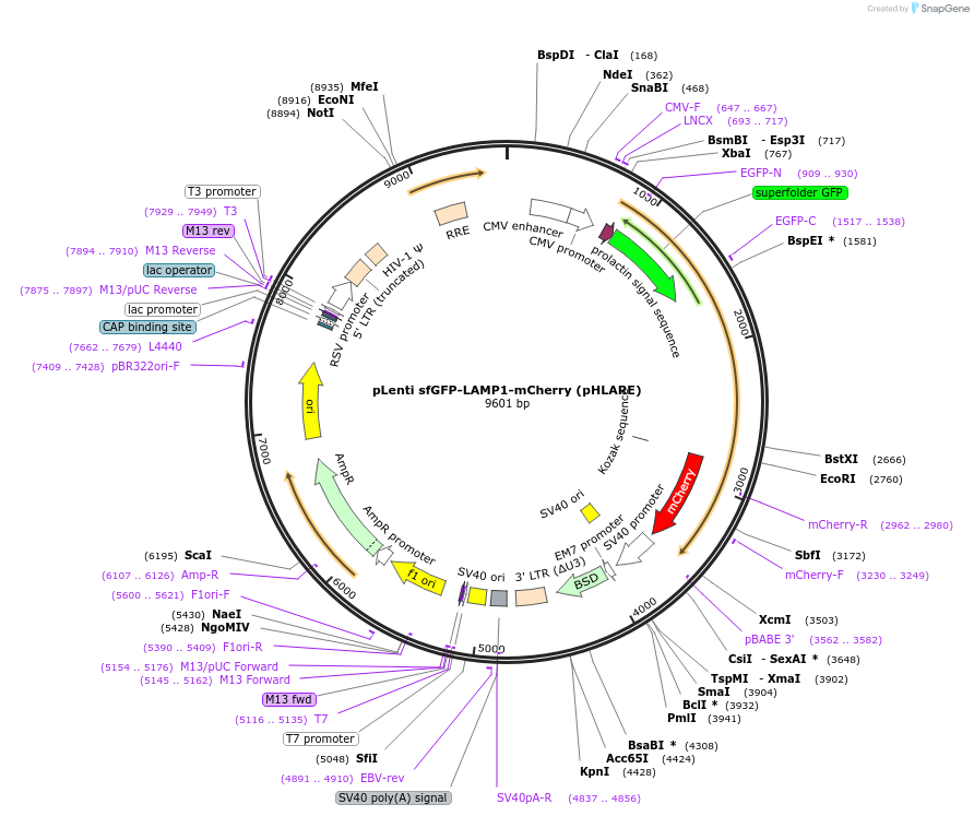 164478-plasmid-map-sequence-id-330063