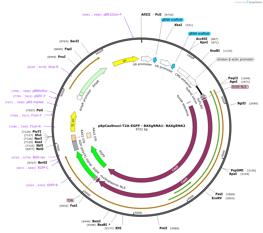 167296-plasmid-map-sequence-id-330065