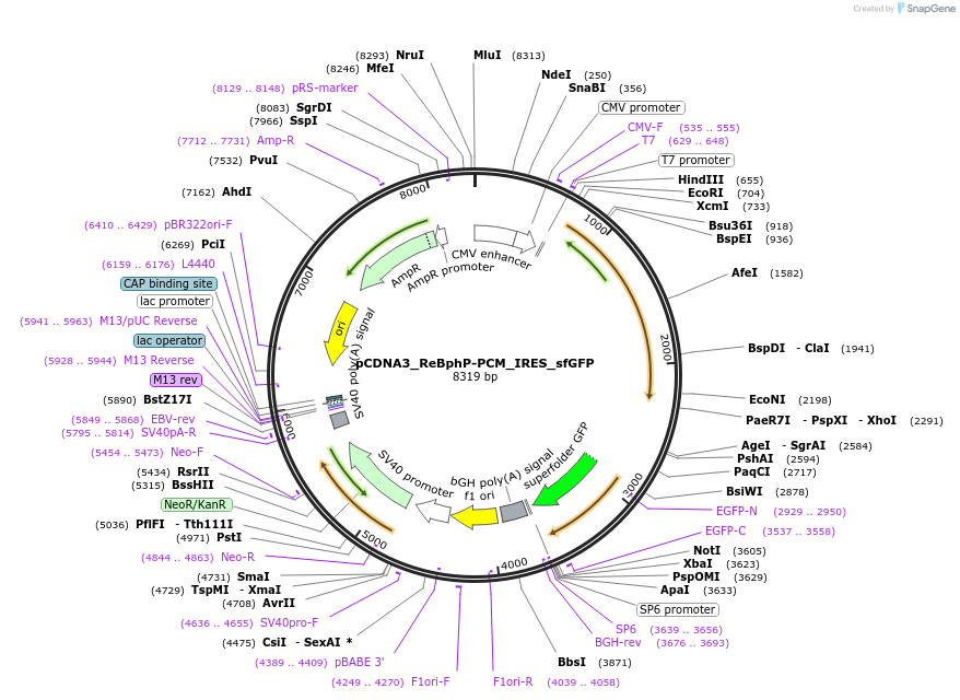 166917-plasmid-map-sequence-id-330068