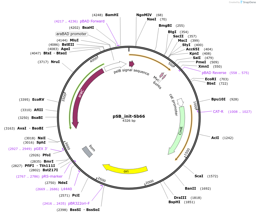 159422-plasmid-map-sequence-id-330120