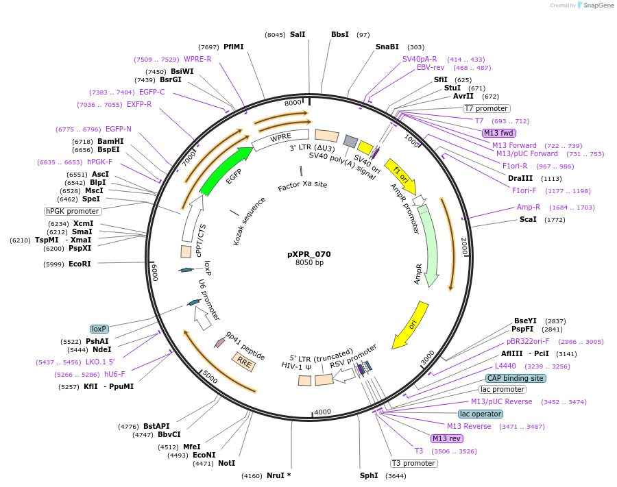 164265-plasmid-map-sequence-id-330127