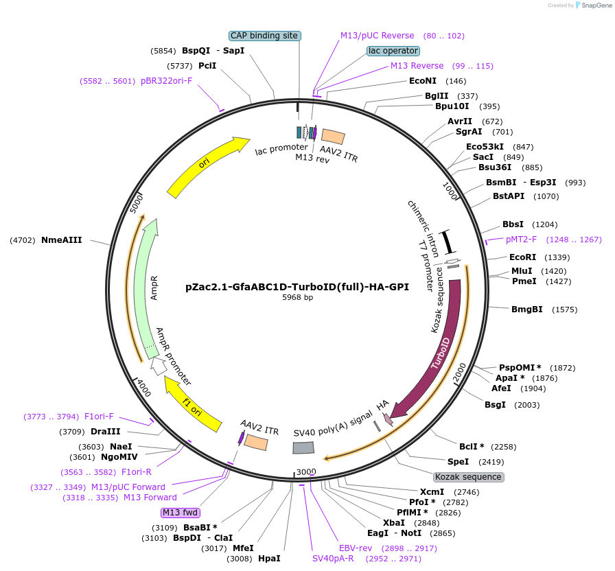 166055-plasmid-map-sequence-id-330209
