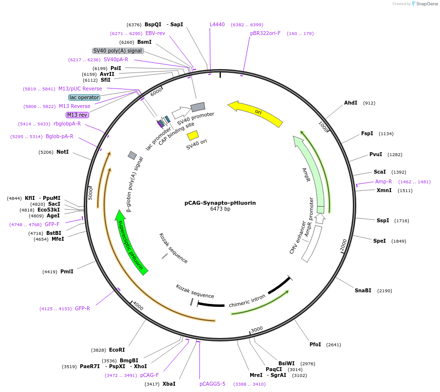 168510-plasmid-map-sequence-id-330214