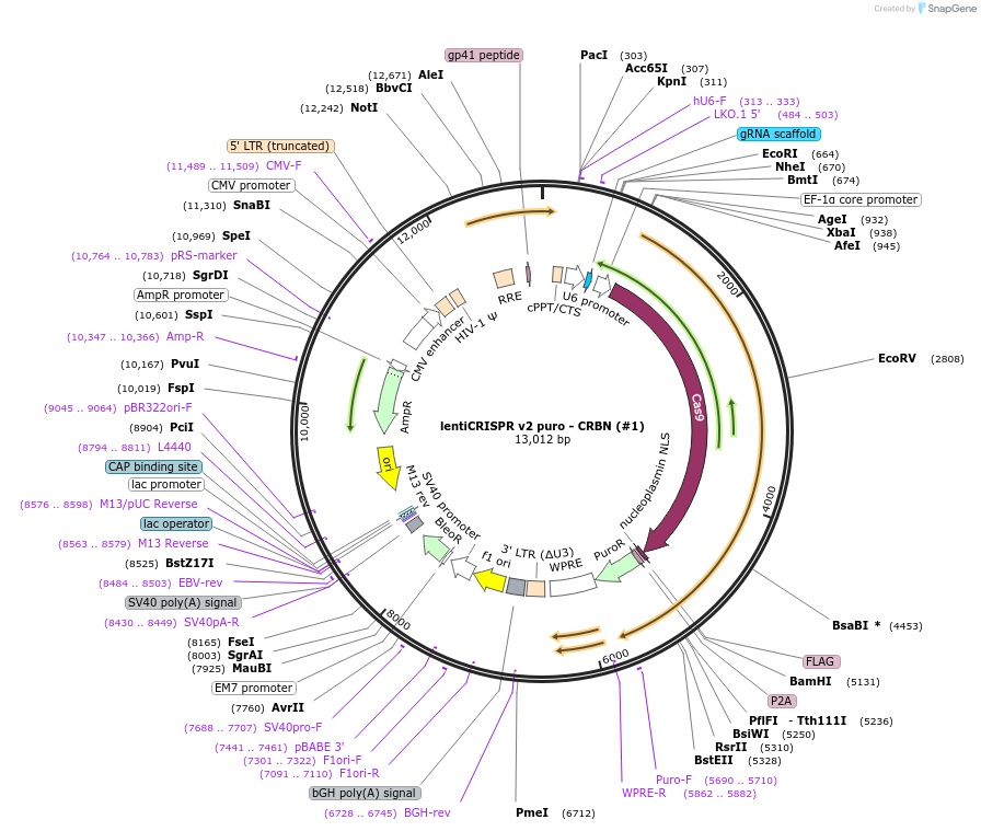 166240-plasmid-map-sequence-id-330215