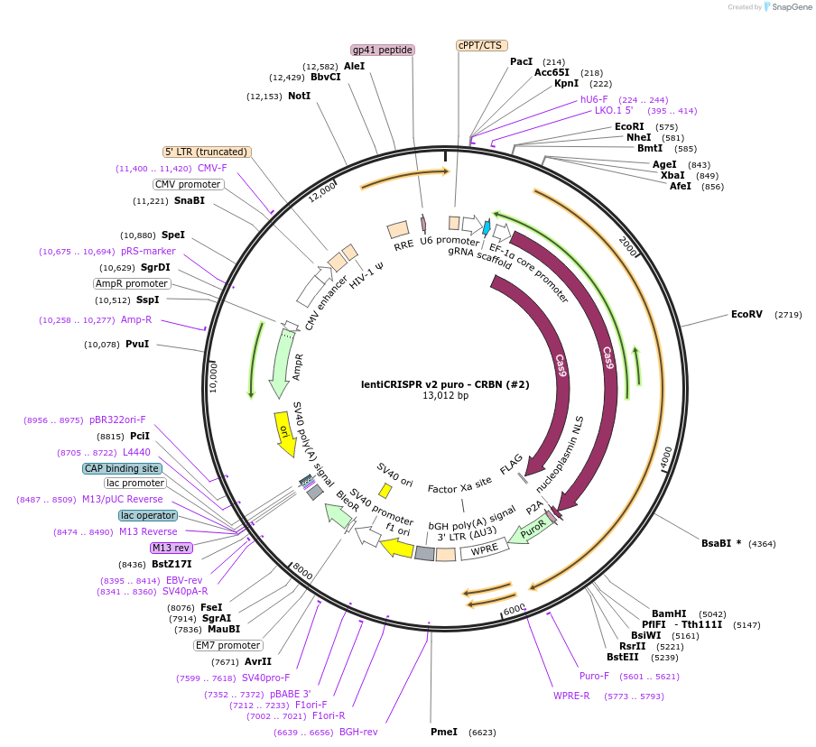 166241-plasmid-map-sequence-id-330216