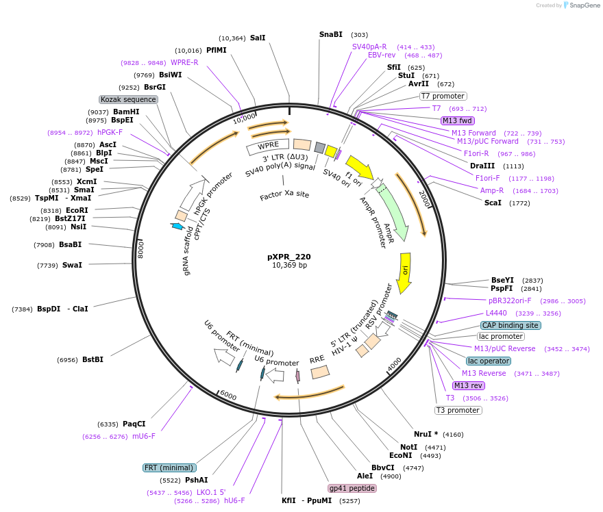 164560-plasmid-map-sequence-id-330240