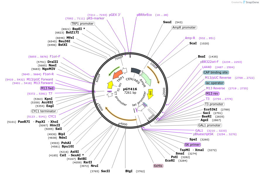 166660-plasmid-map-sequence-id-330242