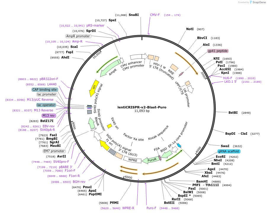 167186-plasmid-map-sequence-id-330246
