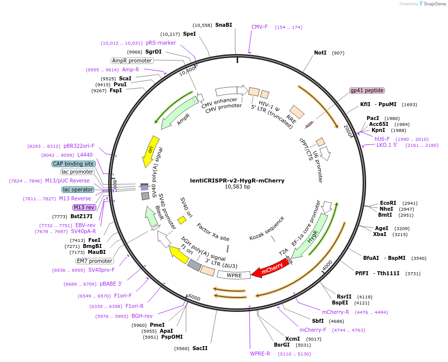 167189-plasmid-map-sequence-id-330248