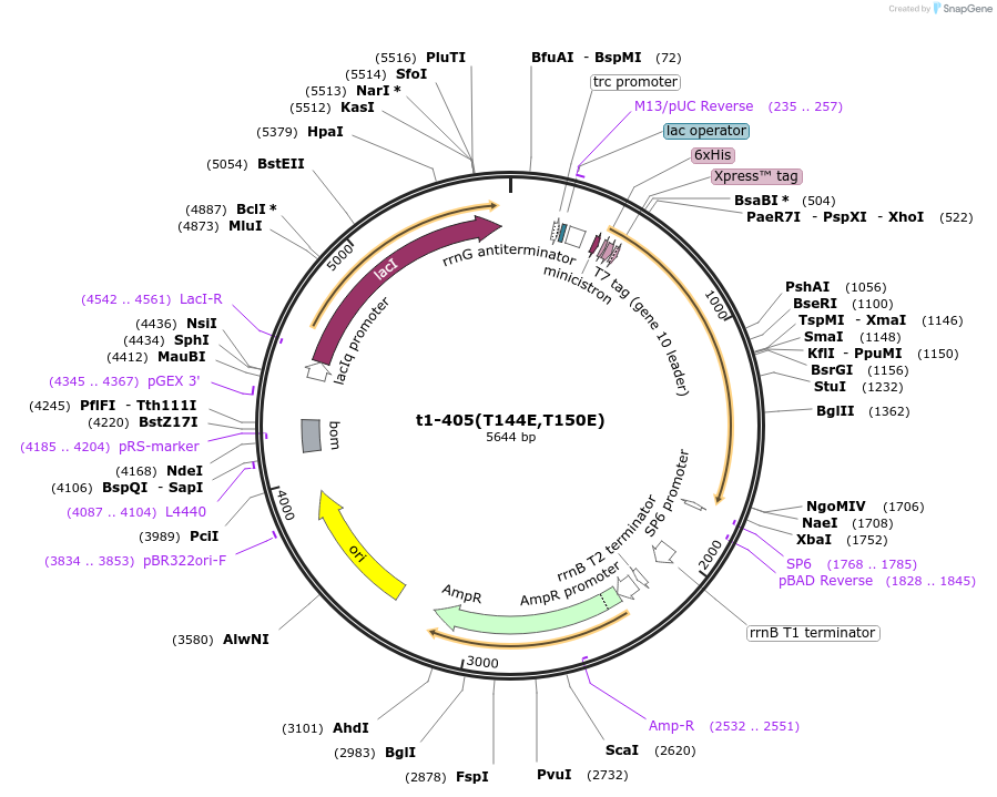 166130-plasmid-map-sequence-id-330250