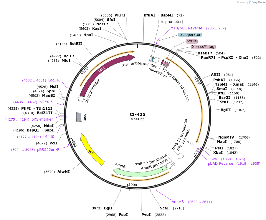 166578-plasmid-map-sequence-id-330255